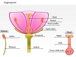 0614 angiosperm medical images for powerpoint