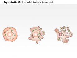 0614 apoptotic cell medical images for powerpoint