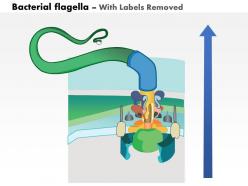 0614 bacterial flagella medical images for powerpoint