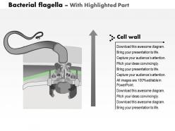 0614 bacterial flagella medical images for powerpoint