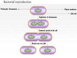 0614 bacterial reproduction medical images for powerpoint