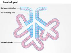 0614 branched gland medical images for powerpoint