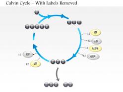 0614 calvin cycle medical images for powerpoint