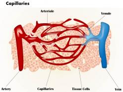 0614 capillaries medical images for powerpoint