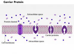 0614 carrier protein medical images for powerpoint