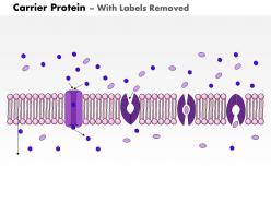 0614 carrier protein medical images for powerpoint