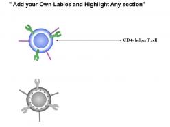 0614 cd4 helper t lymphocyte immune medical images for powerpoint