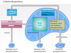 0614 cellular respiration medical images for powerpoint
