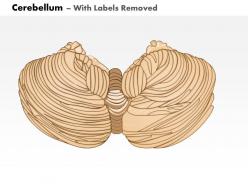0614 cerebellum medical images for powerpoint