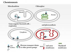 0614 chemiosmosis medical images for powerpoint