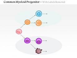 0614 common myeloid progenitor biology medical images for powerpoint
