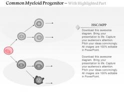 0614 common myeloid progenitor biology medical images for powerpoint