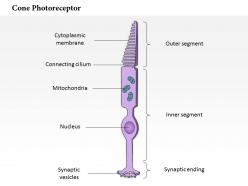 0614 cone photoreceptor medical images for powerpoint