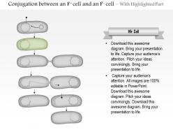 0614 conjugation between an f positive cell and an f negative cell medical images for powerpoint