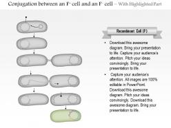 0614 conjugation between an f positive cell and an f negative cell medical images for powerpoint