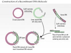 0614 construction of a recombinant dna molecule medical images for powerpoint