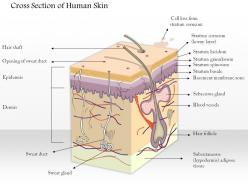 0614 cross section of human skin medical images for powerpoint