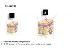 0614 cross section of human skin medical images for powerpoint