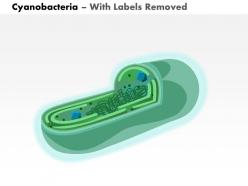 0614 cyanobacteria medical images for powerpoint