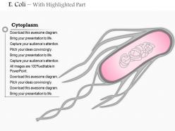 0614 e coli biology medical images for powerpoint