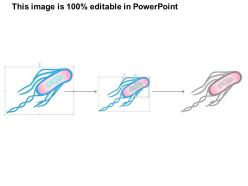 0614 e coli biology medical images for powerpoint