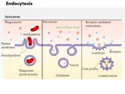0614 endocytosis medical images for powerpoint