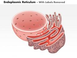 0614 endoplasmic reticulum biology medical images for powerpoint