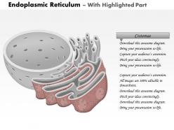 0614 endoplasmic reticulum biology medical images for powerpoint