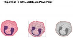 0614 eosinophil immune system medical images for powerpoint