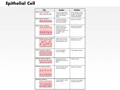 0614 epithelial cell biology medical images for powerpoint