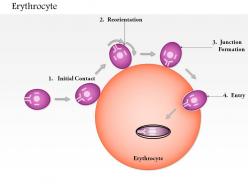 0614 erythrocyte medical images for powerpoint