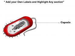 0614 escherichia coli medical images for powerpoint