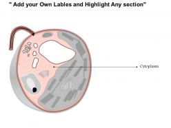 0614 eukaryotic cell medical images for powerpoint