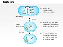 0614 exotoxins medical images for powerpoint