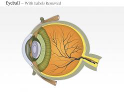 0614 eyeball transverse section medical images for powerpoint