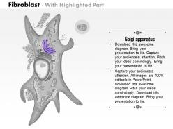0614 fibroblast biology medical images for powerpoint