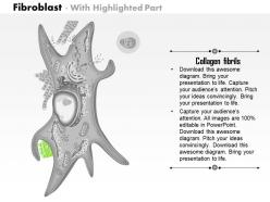 0614 fibroblast biology medical images for powerpoint