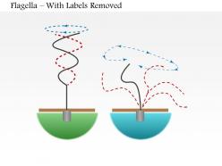 0614 flagella biology medical images for powerpoint