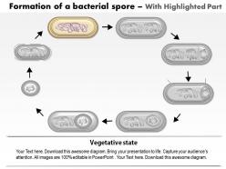 0614 formation of a bacterial spore by bacillus subtilis medical images for powerpoint