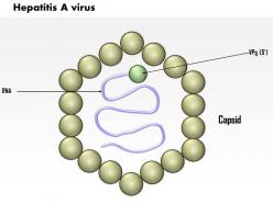 0614 hepatitis a virus medical images for powerpoint