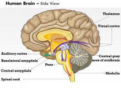 0614 human brain side view medical images for powerpoint