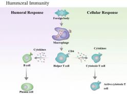 0614 humoral immunity biology medical images for powerpoint