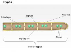0614 hypha biology medical images for powerpoint