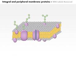 0614 integral and peripheral membrane proteins medical images for powerpoint