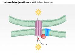 0614 intercellular junctions gap junction medical images for powerpoint