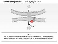 0614 intercellular junctions gap junction medical images for powerpoint