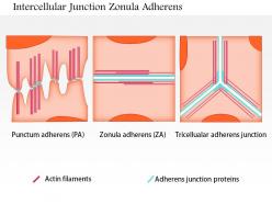 0614 intercellular junctions zonula adherens medical images for powerpoint