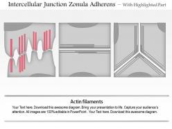 0614 intercellular junctions zonula adherens medical images for powerpoint