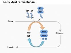 0614 lactic acid fermentation medical images for powerpoint