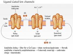 0614 ligand gated ion channels medical images for powerpoint